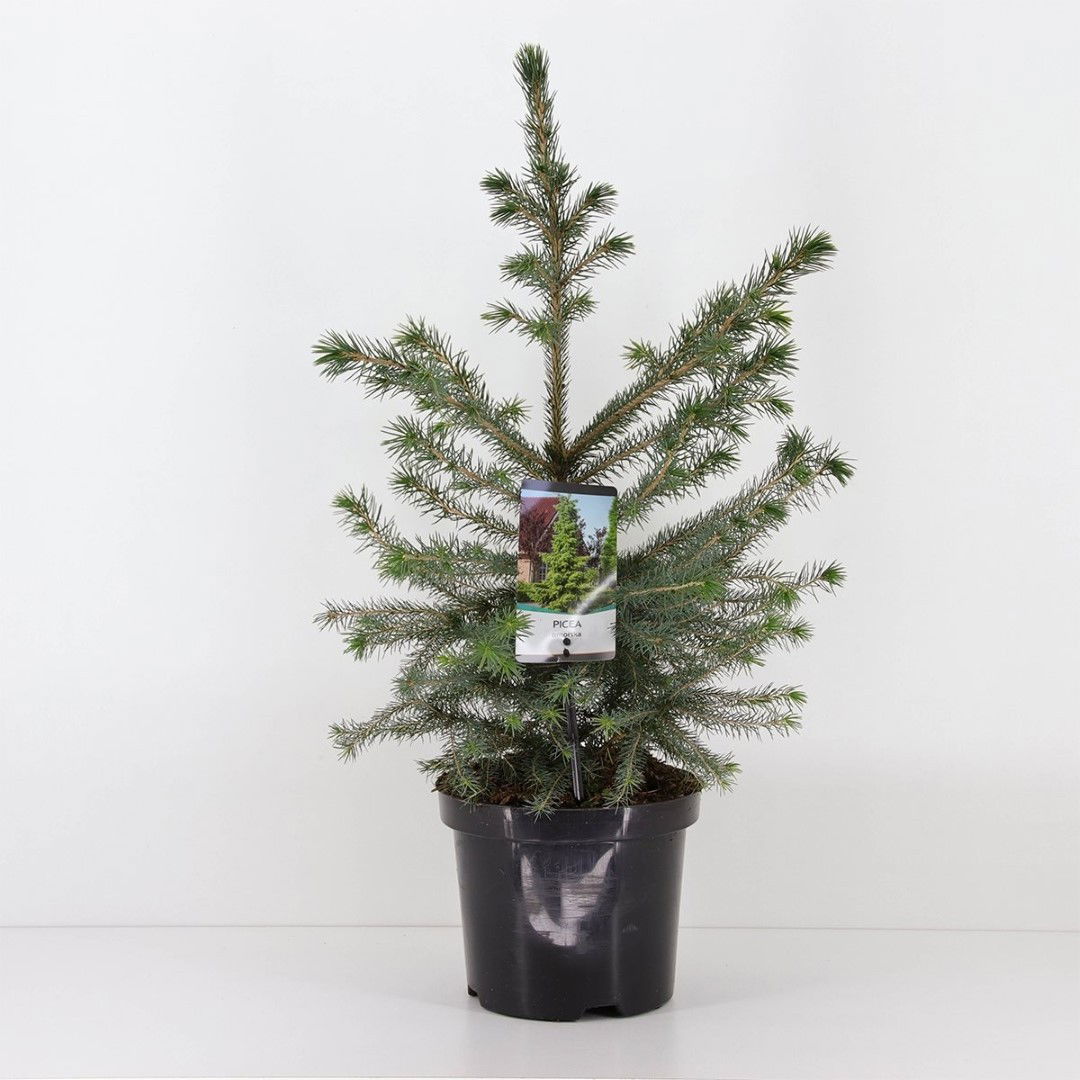 Warentuin natuurlijk Picea omorika 30-40 cm - 