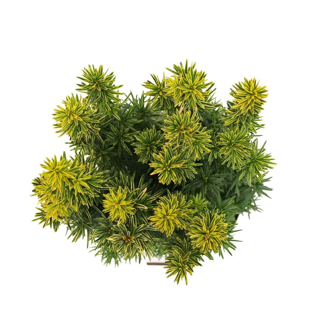 https://cdn.warentuin.nl/media/catalog/product/1/7/1778717191229661_2_warentuin_natuurlijk_planten_taxus_baccata_david_50_60_cm_wa_8599.jpg