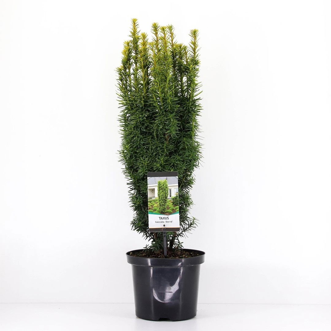 https://cdn.warentuin.nl/media/catalog/product/1/7/1778717191229661_warentuin_natuurlijk_planten_taxus_baccata_david_50_60_cm_ware_eb27.jpg