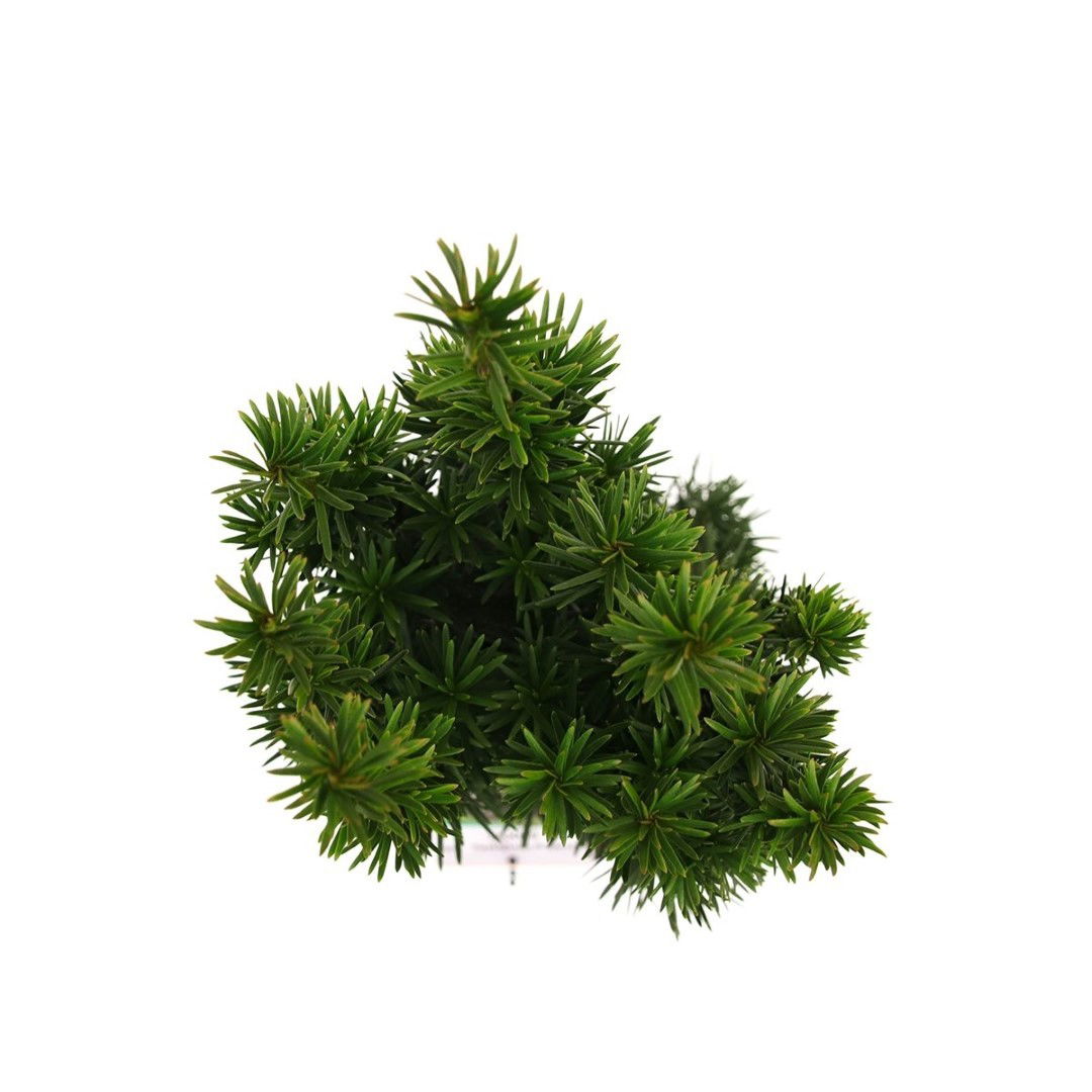 https://cdn.warentuin.nl/media/catalog/product/1/7/1778717191229715_2_warentuin_natuurlijk_planten_taxus_baccata_fastigiata_robust_dc1b.jpg
