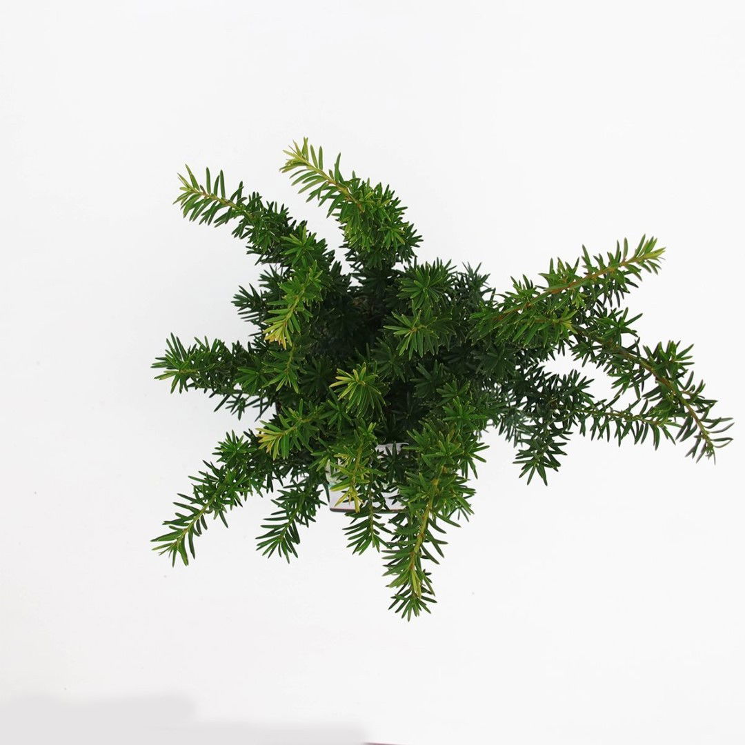 https://cdn.warentuin.nl/media/catalog/product/1/7/1778717191229937_2_warentuin_natuurlijk_planten_taxus_media_farmen_25_30_cm_war_4ce6.jpg