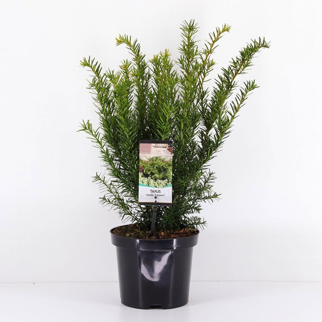 https://cdn.warentuin.nl/media/catalog/product/1/7/1778717191229937_warentuin_natuurlijk_planten_taxus_media_farmen_25_30_cm_waren_10e3.jpg