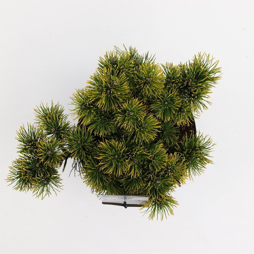 https://cdn.warentuin.nl/media/catalog/product/1/7/1778717191235365_2_warentuin_natuurlijk_planten_pinus_mugo_carstens_wintergold__1248.jpg