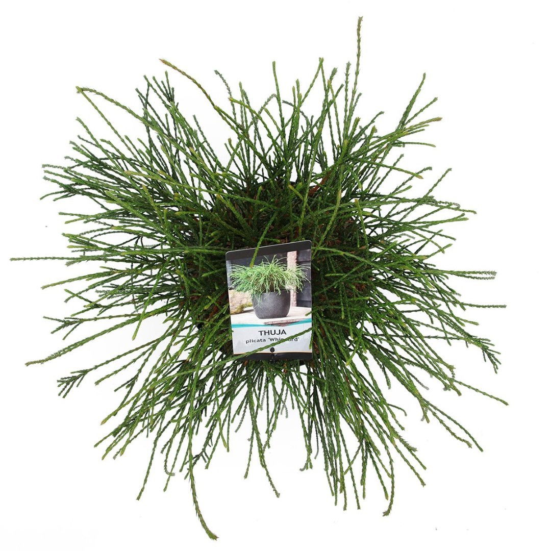 https://cdn.warentuin.nl/media/catalog/product/1/7/1778717191236164_2_warentuin_natuurlijk_planten_thuja_plicata_whipcord_30_40_cm_5999.jpg