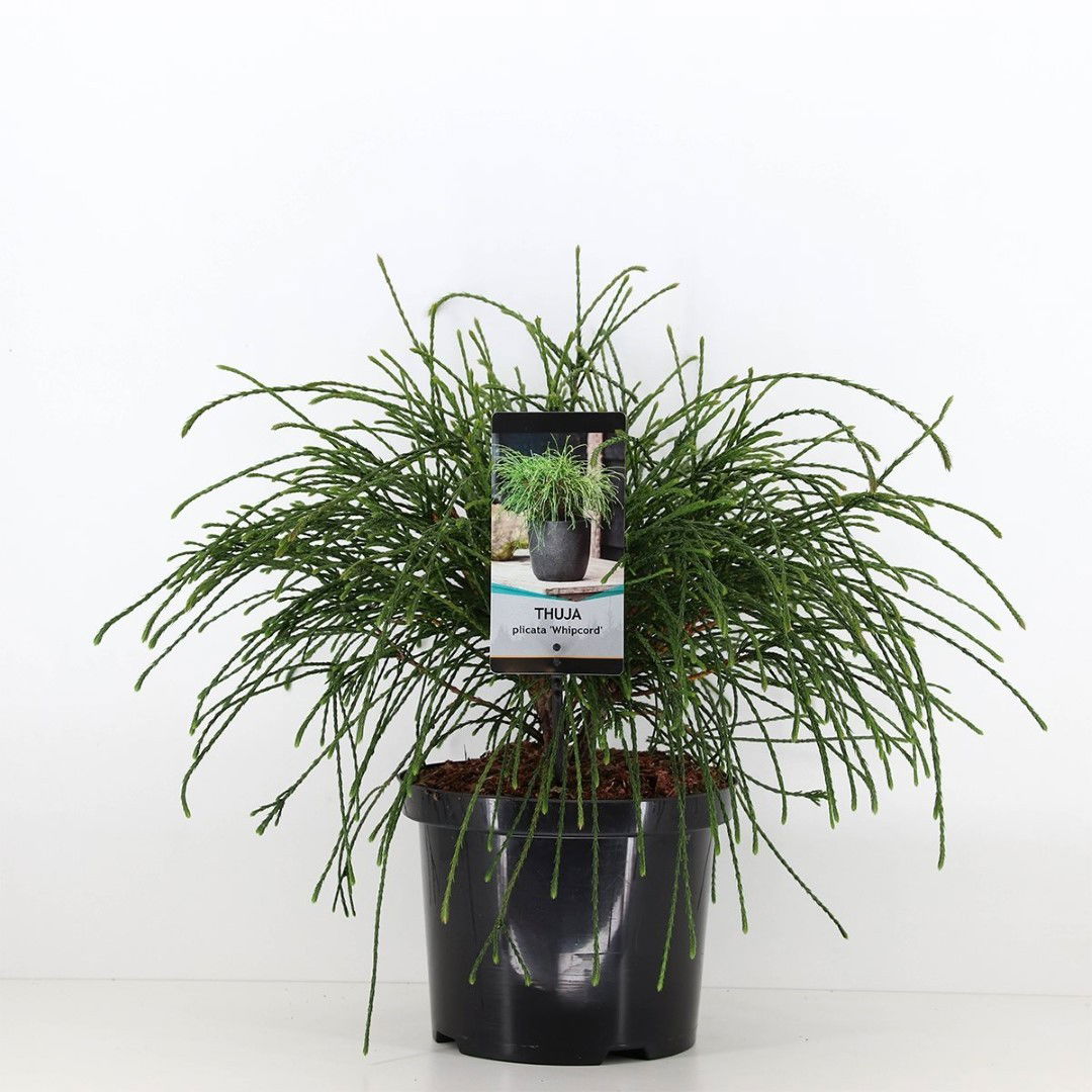 Warentuin natuurlijk Thuja plicata whipcord 30-40 cm - 