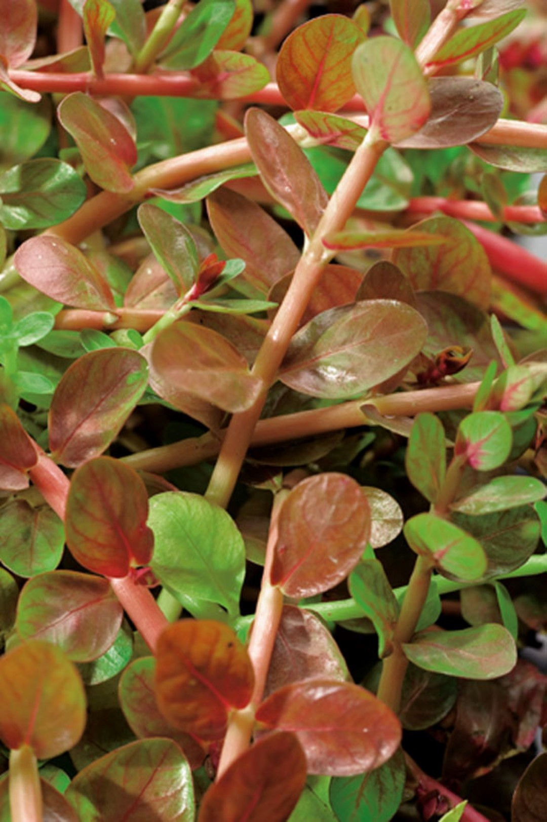 https://cdn.warentuin.nl/media/catalog/product/1/7/1778717191273640_moerings_water__en_moerasplanten_rotala_indica_potmaat_p11_moe_aae7.jpg