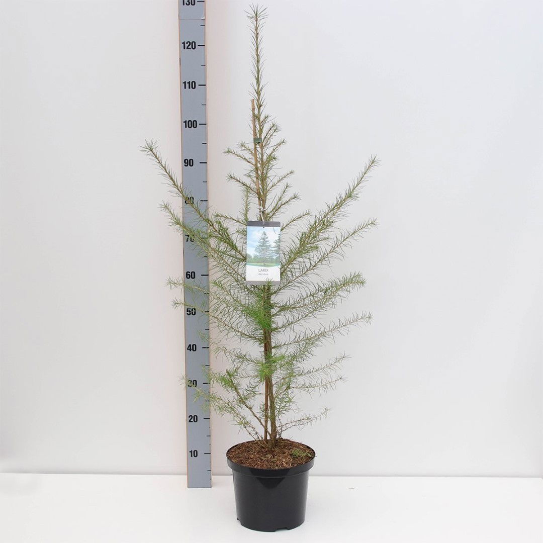 Warentuin natuurlijk Larix decidua 80-150 cm - 