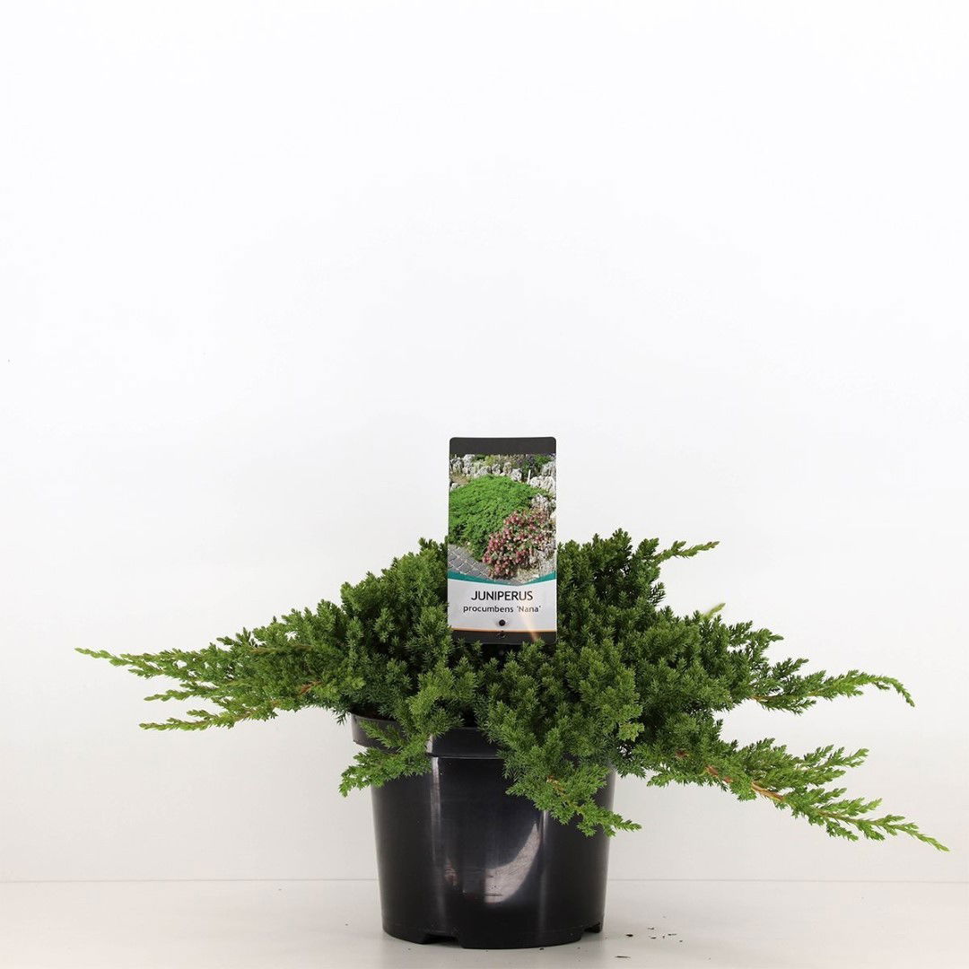 Warentuin natuurlijk Juniperus procumbens nana 40 cm - 