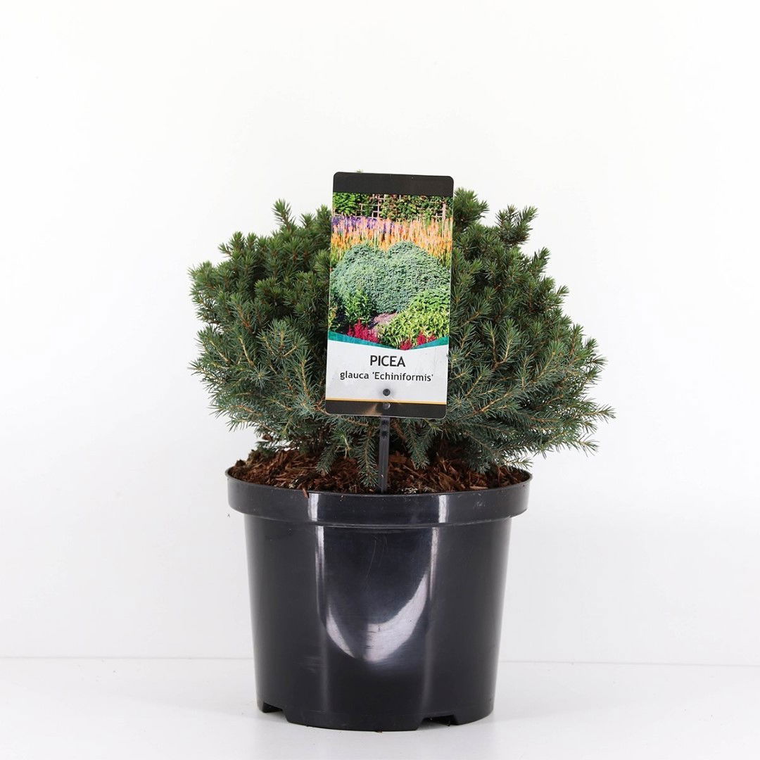 Warentuin natuurlijk Picea glauca echiniformis 25-30 cm - 