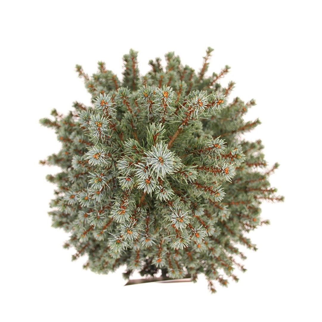 https://cdn.warentuin.nl/media/catalog/product/1/7/1778717191398329_2_warentuin_natuurlijk_planten_picea_glauca_sanders_blue_50_60_4c88.jpg