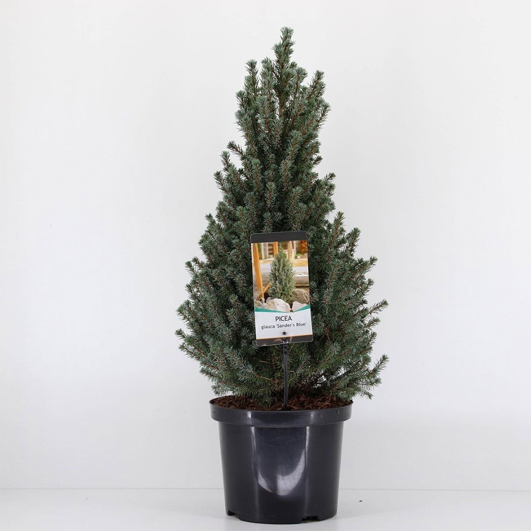Warentuin natuurlijk Picea glauca sanders blue 50-60 cm - 