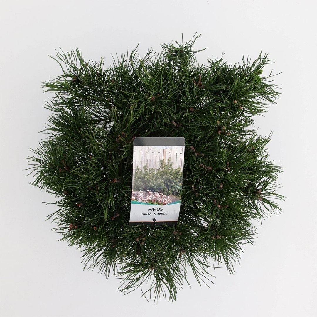https://cdn.warentuin.nl/media/catalog/product/1/7/1778717191398343_2_warentuin_natuurlijk_planten_pinus_mugo_mughus_30_40_cm_ware_c59a.jpg