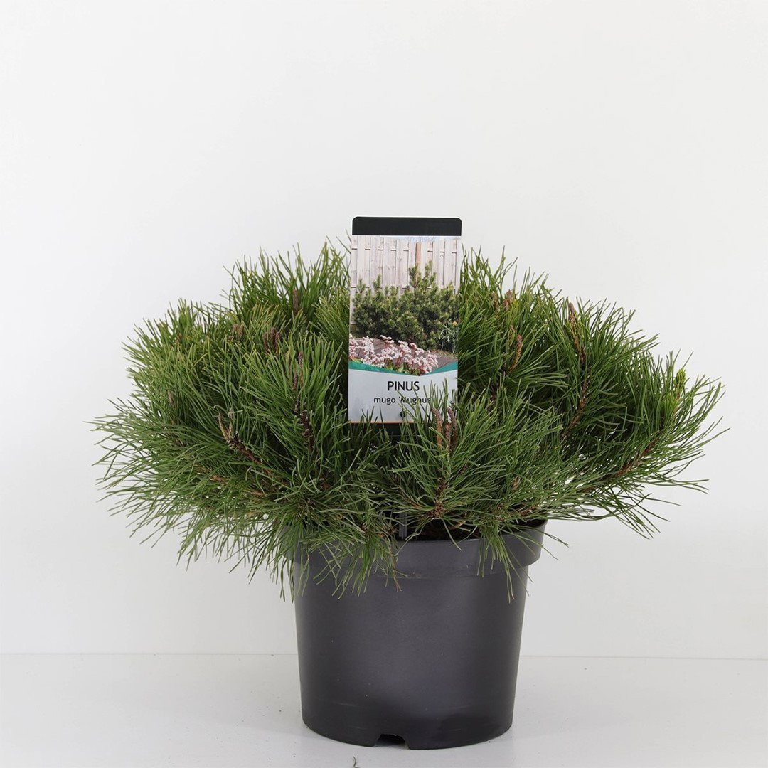 https://cdn.warentuin.nl/media/catalog/product/1/7/1778717191398343_warentuin_natuurlijk_planten_pinus_mugo_mughus_30_40_cm_warent_2b05.jpg
