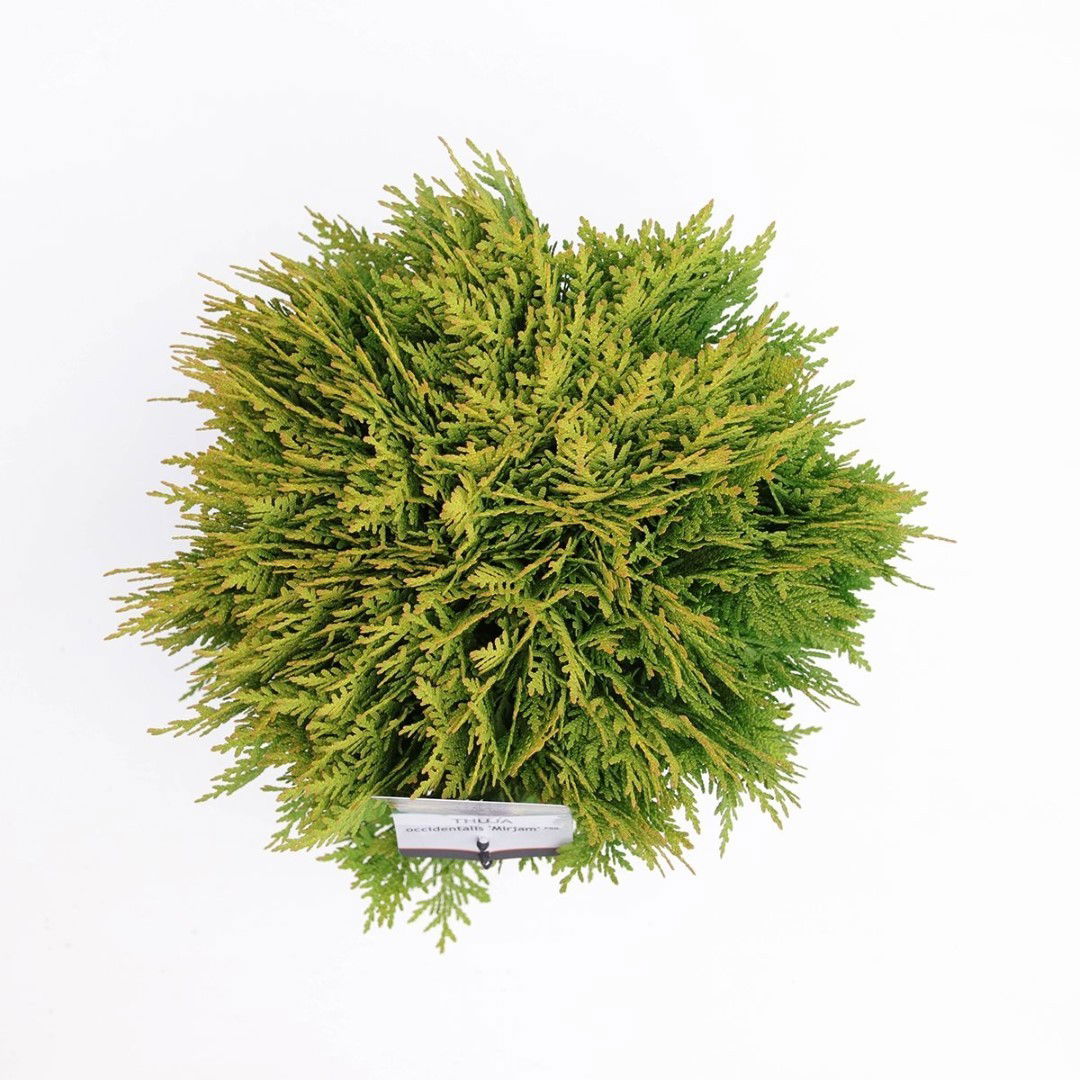 https://cdn.warentuin.nl/media/catalog/product/1/7/1778717191449038_2_warentuin_natuurlijk_planten_thuja_occidentalis_mirjam_20_25_5c27.jpg