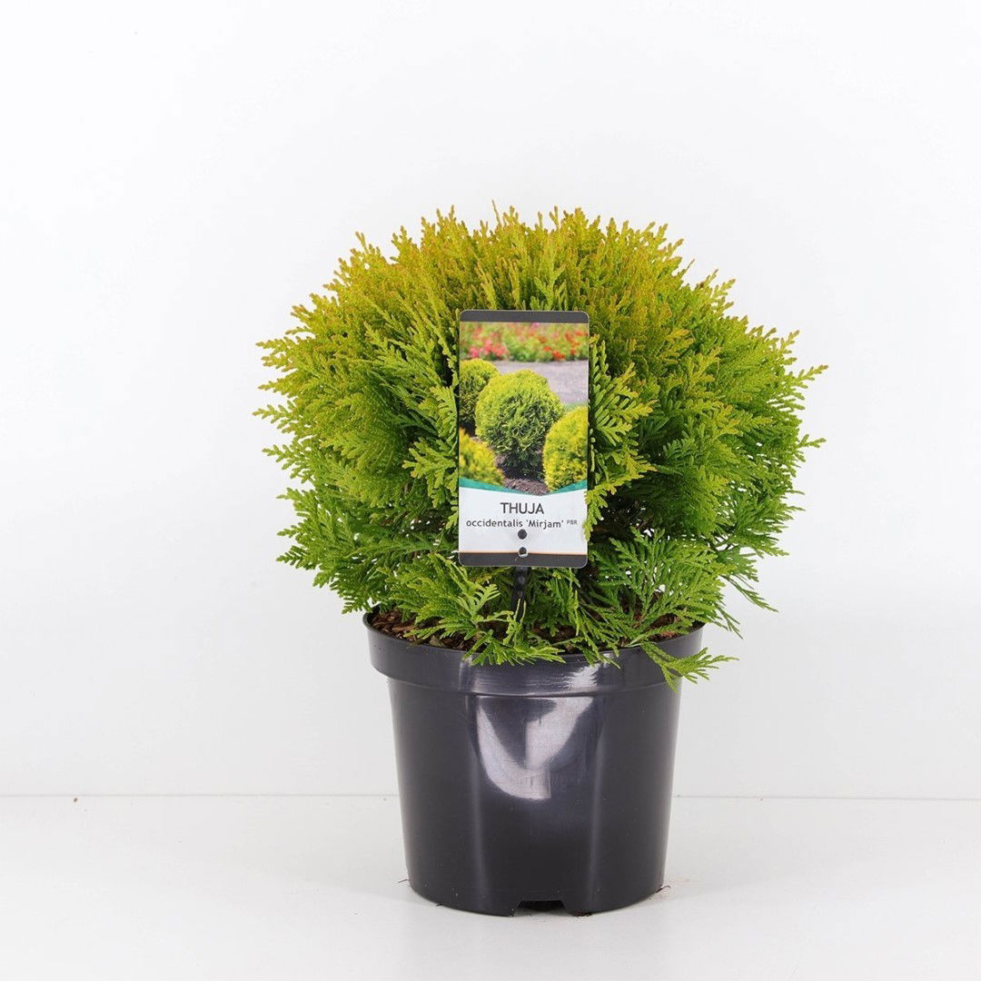 https://cdn.warentuin.nl/media/catalog/product/1/7/1778717191449038_warentuin_natuurlijk_planten_thuja_occidentalis_mirjam_20_25_c_ce0d.jpg