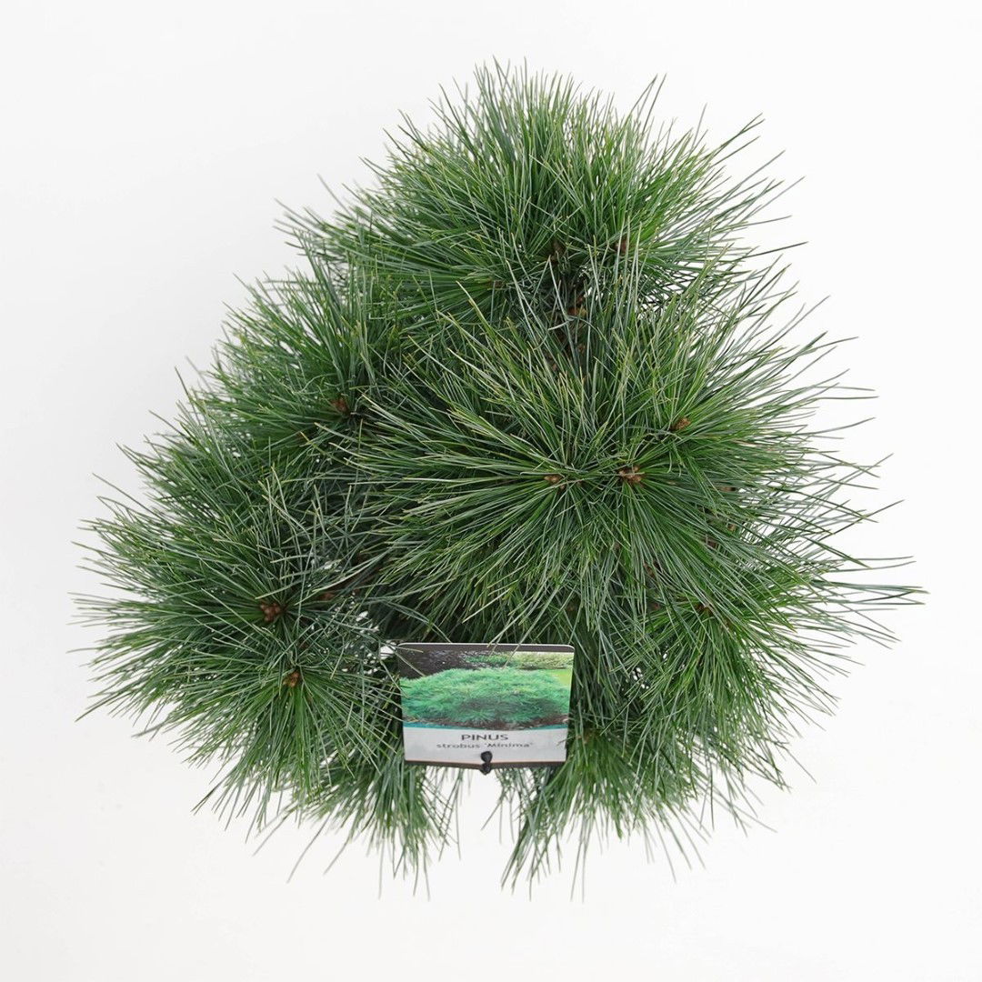 https://cdn.warentuin.nl/media/catalog/product/1/7/1778717191476126_2_warentuin_natuurlijk_planten_pinus_strobus_minima_warentuin__67ff.jpg