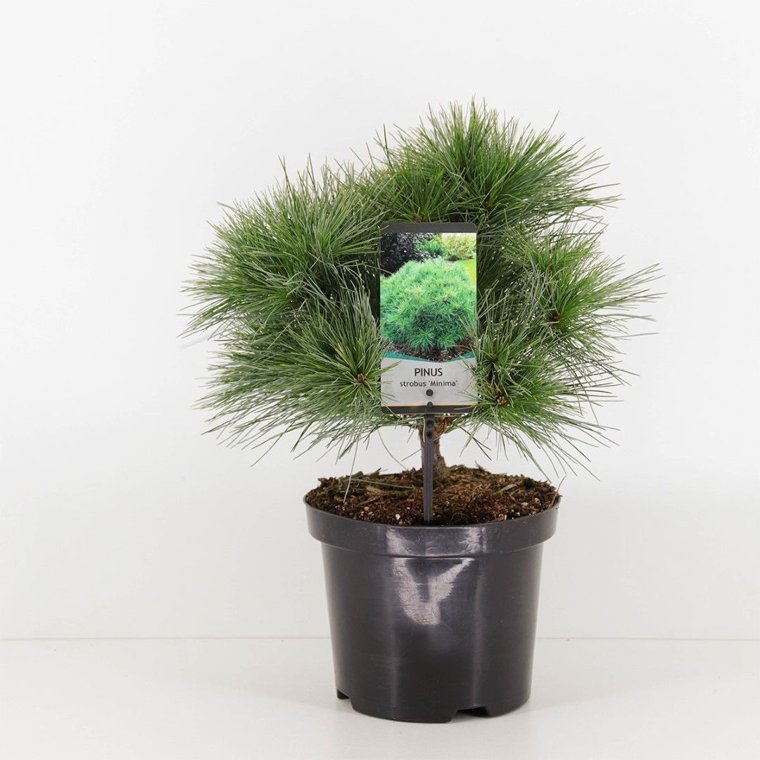 https://cdn.warentuin.nl/media/catalog/product/1/7/1778717191476126_warentuin_natuurlijk_planten_pinus_strobus_minima_warentuin_na_b153.jpg