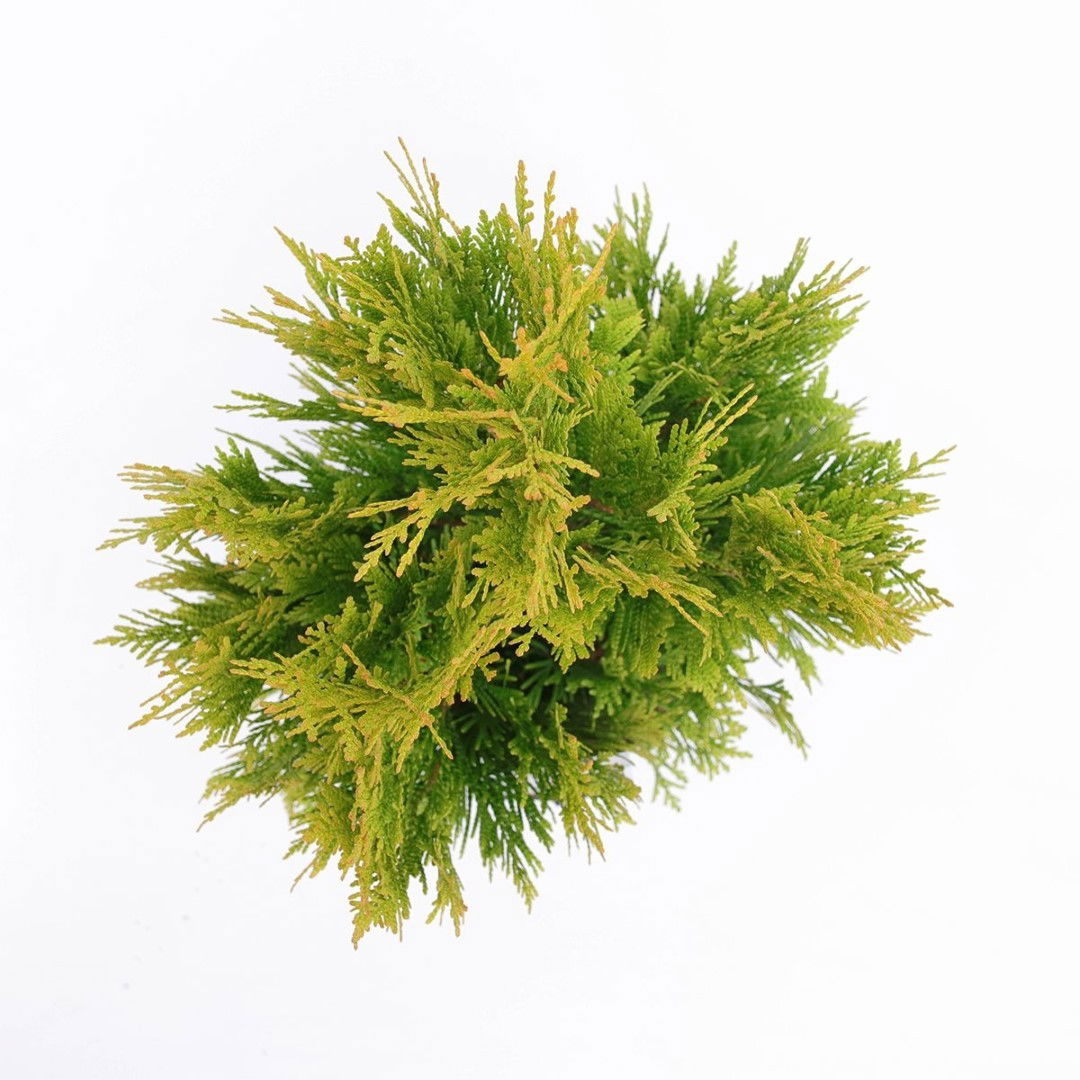 https://cdn.warentuin.nl/media/catalog/product/1/7/1778717191508735_2_warentuin_natuurlijk_planten_thuja_plicata_4ever_goldy_waren_8d5c.jpg