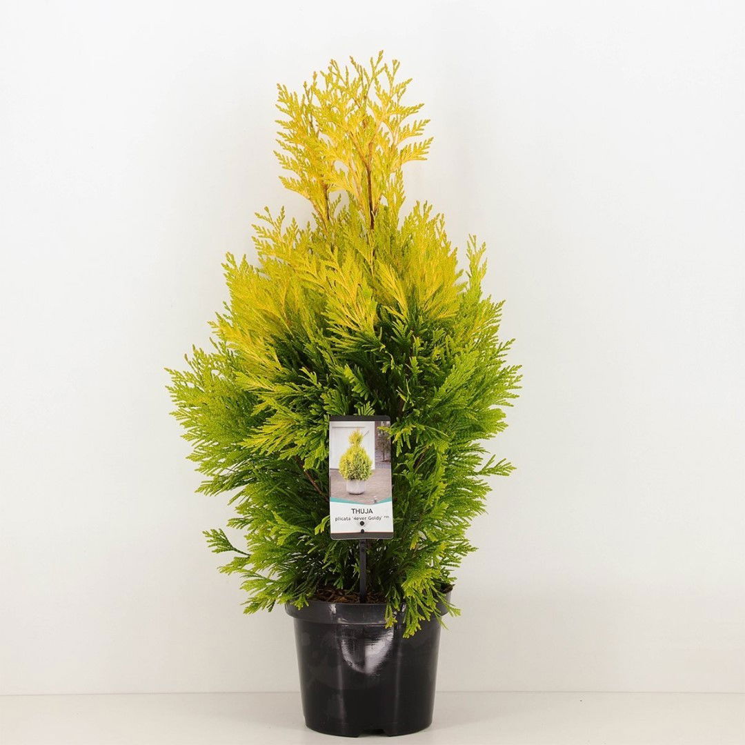 https://cdn.warentuin.nl/media/catalog/product/1/7/1778717191508735_warentuin_natuurlijk_planten_thuja_plicata_4ever_goldy_warentu_cb45.jpg