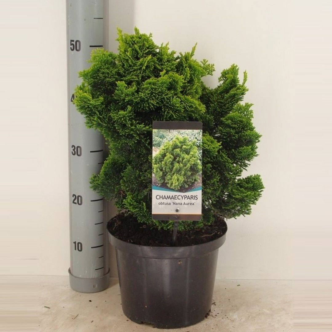 https://cdn.warentuin.nl/media/catalog/product/1/7/1778717191510257_warentuin_natuurlijk_conifeer_chamaecyparis_obt_nana_aurea_50__9585.jpg