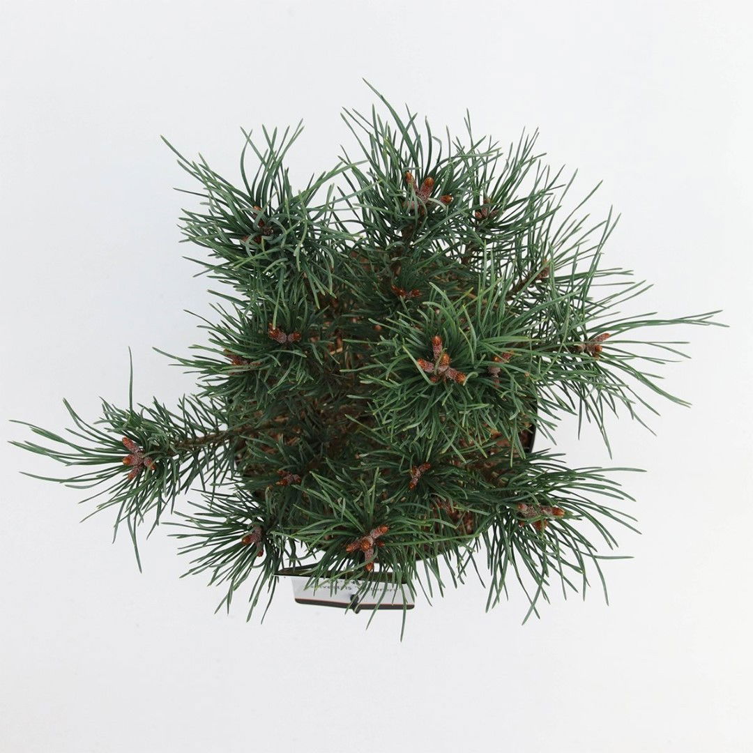https://cdn.warentuin.nl/media/catalog/product/1/7/1778717191510264_2_warentuin_natuurlijk_planten_pinus_sylvestris_watereri_25_30_0843.jpg