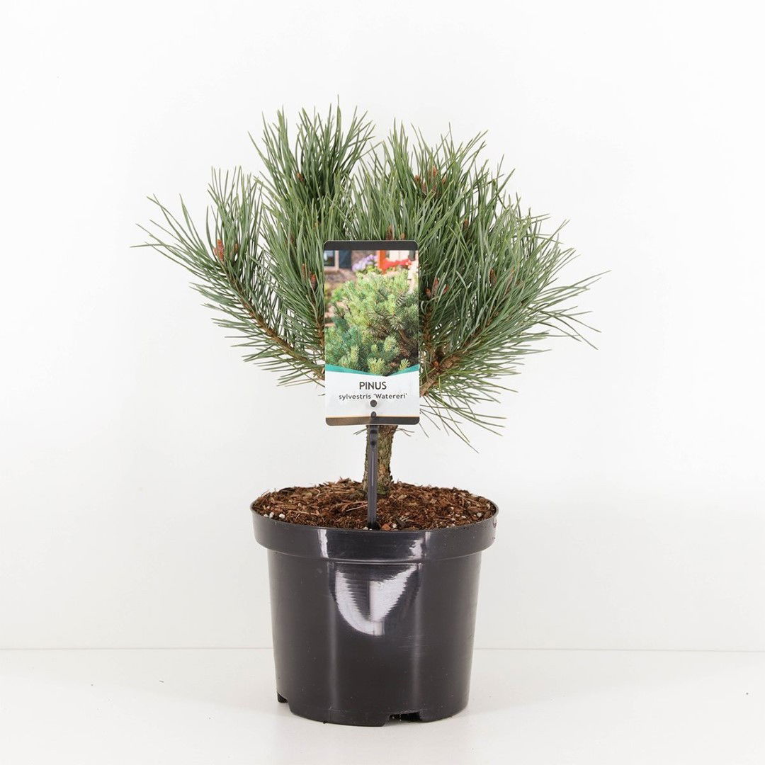 Warentuin natuurlijk Pinus sylvestris watereri 25-30 cm - 