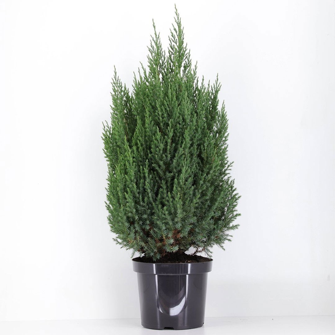 Juniperus chinensis stricta 100 cm - Warentuin natuurlijk