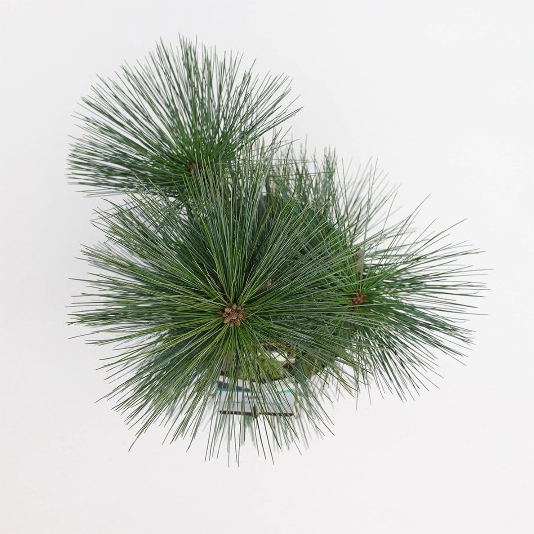 https://cdn.warentuin.nl/media/catalog/product/1/7/1778717191516464_2_warentuin_natuurlijk_planten_pinus_schwerinii_wiethorst_ware_d9c3.jpg