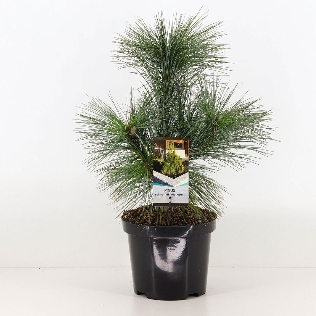 Warentuin natuurlijk Pinus schwerinii wiethorst - 