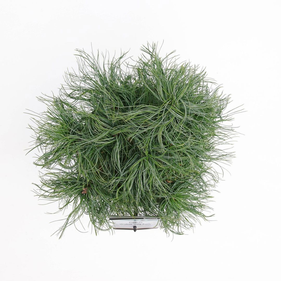 https://cdn.warentuin.nl/media/catalog/product/1/7/1778717191516471_2_warentuin_natuurlijk_planten_pinus_strobus_tiny_kurls_warent_cfc7.jpg