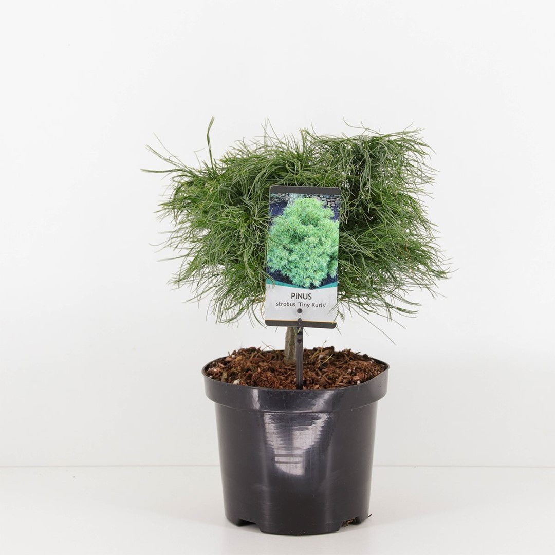 Warentuin natuurlijk Pinus strobus tiny kurls - 