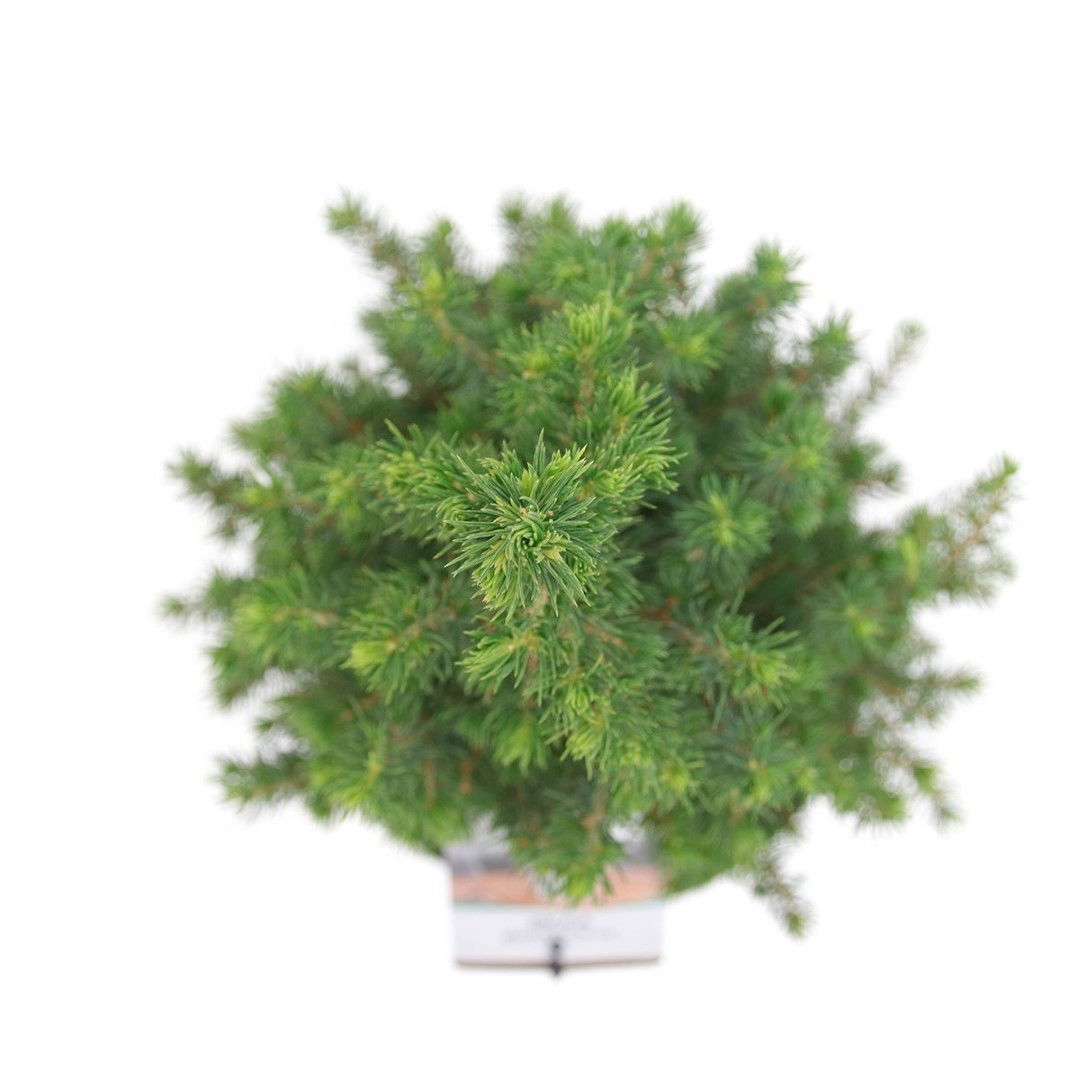 https://cdn.warentuin.nl/media/catalog/product/1/7/1778717191516884_2_warentuin_natuurlijk_planten_picea_glauca_perfecta_40_50_cm__5a85.jpg