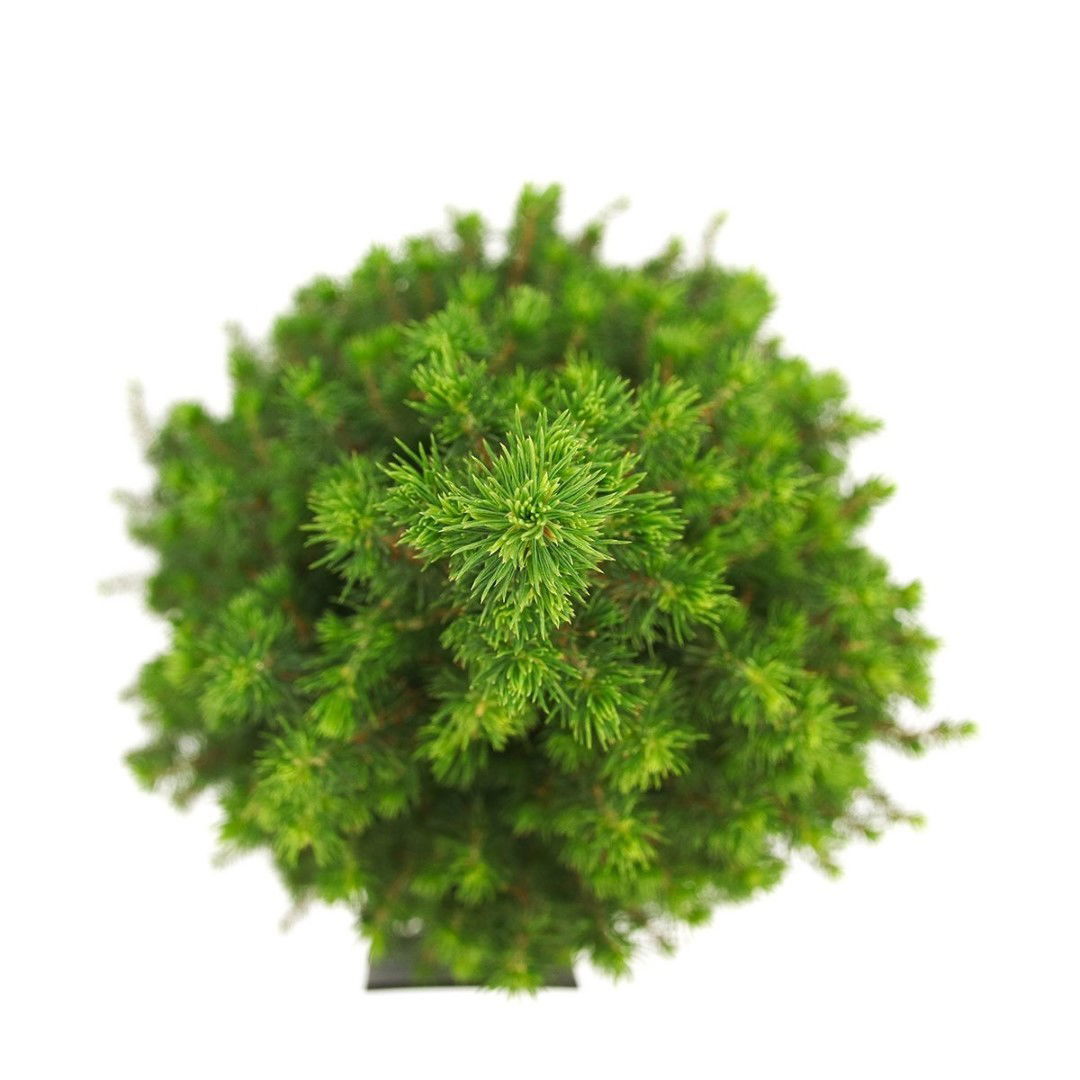 https://cdn.warentuin.nl/media/catalog/product/1/7/1778717191516891_2_warentuin_natuurlijk_planten_picea_glauca_perfecta_60_70_cm__aa08.jpg
