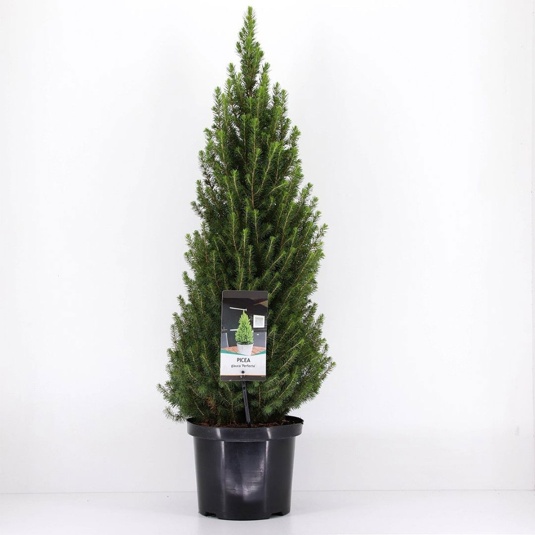 Warentuin natuurlijk Picea glauca perfecta 60-70 cm - 