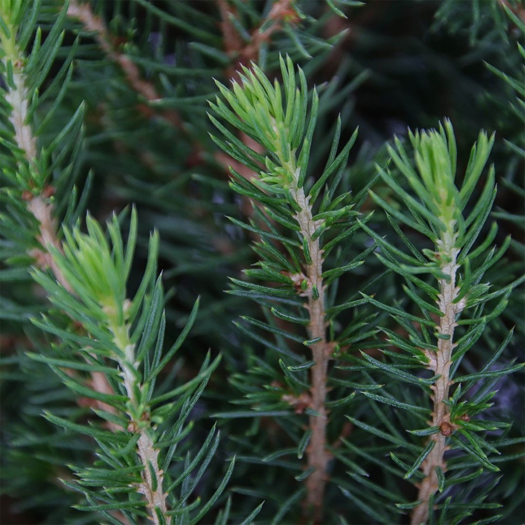 https://cdn.warentuin.nl/media/catalog/product/1/7/1778717191516907_2_warentuin_natuurlijk_planten_picea_glauca_perfecta_80_100_cm_3ab6.jpg