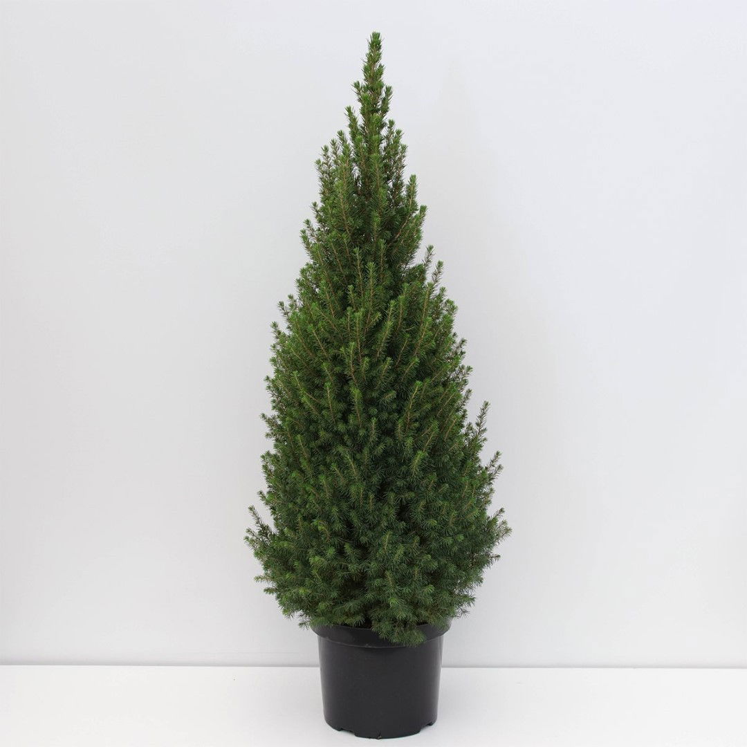 https://cdn.warentuin.nl/media/catalog/product/1/7/1778717191516907_warentuin_natuurlijk_planten_picea_glauca_perfecta_80_100_cm_w_4af2.jpg