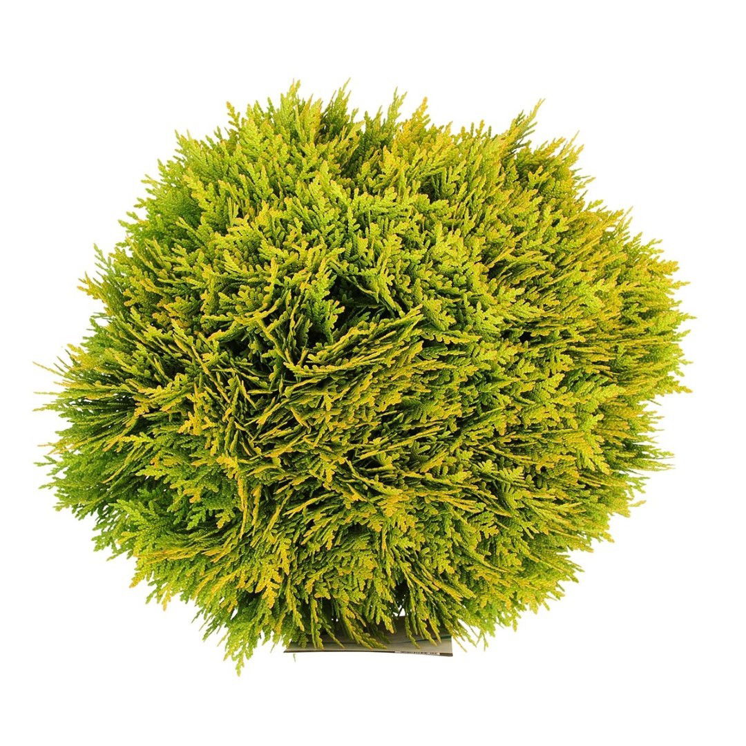 https://cdn.warentuin.nl/media/catalog/product/1/7/1778717191519311_2_warentuin_natuurlijk_planten_thuja_occidentalis_mirjam_30_40_42c7.jpg