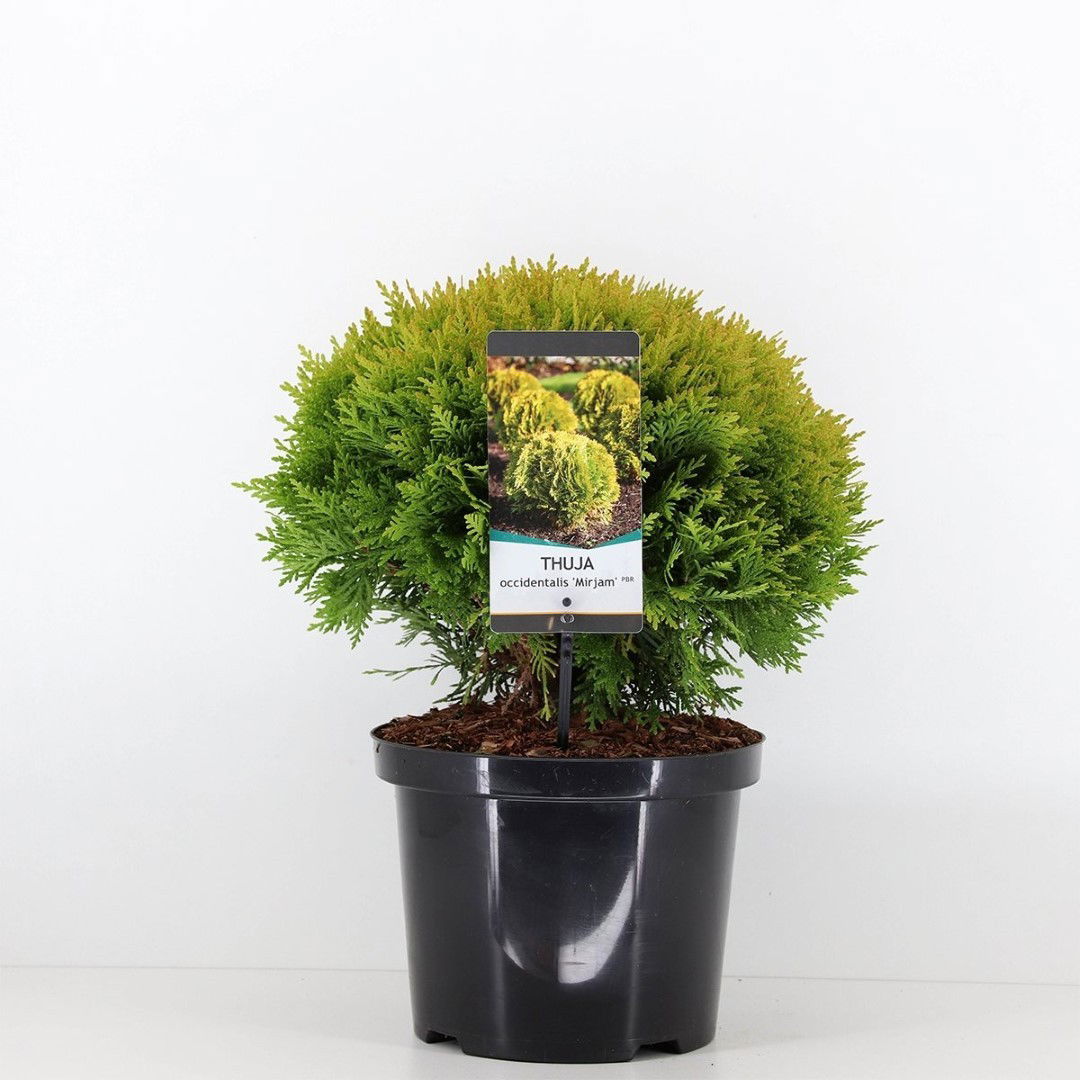 https://cdn.warentuin.nl/media/catalog/product/1/7/1778717191519311_warentuin_natuurlijk_planten_thuja_occidentalis_mirjam_30_40_c_cc27.jpg