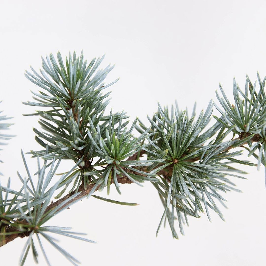 https://cdn.warentuin.nl/media/catalog/product/1/7/1778717191521550_2_warentuin_natuurlijk_conifeer_cedrus_libani_glauca_95_cm_war_1317.jpg