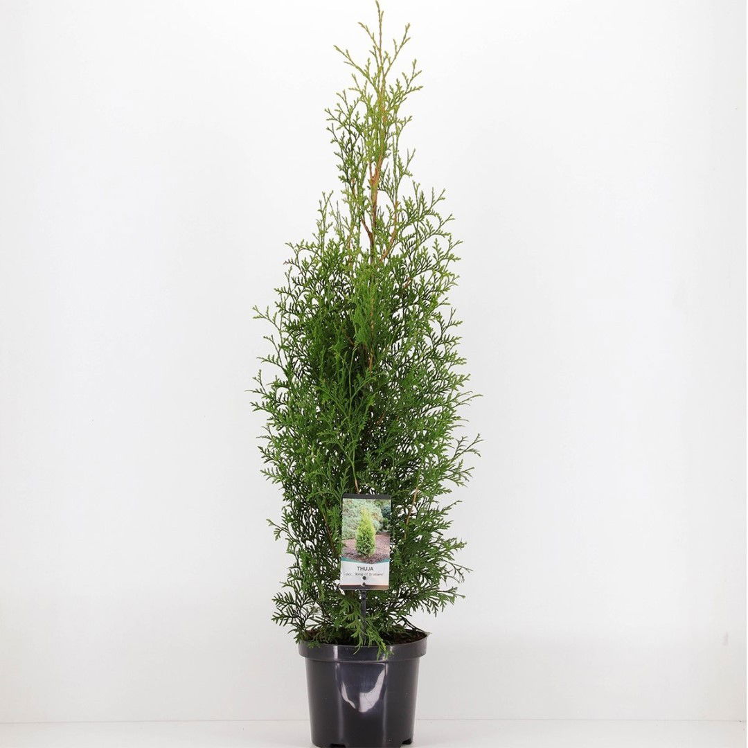 Warentuin natuurlijk Thuja occidentalis king of brabant - 