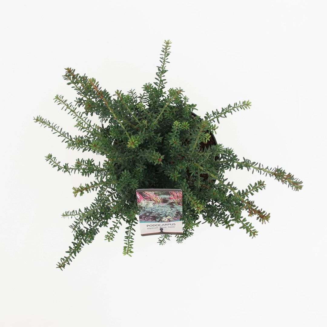 https://cdn.warentuin.nl/media/catalog/product/1/7/1778717191525008_2_warentuin_natuurlijk_planten_podocarpus_lawrencei_blue_gem_w_fa37.jpg