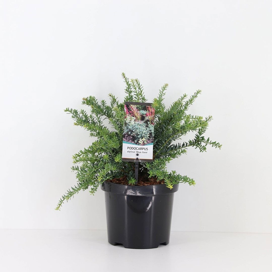 https://cdn.warentuin.nl/media/catalog/product/1/7/1778717191525008_warentuin_natuurlijk_planten_podocarpus_lawrencei_blue_gem_war_7e79.jpg