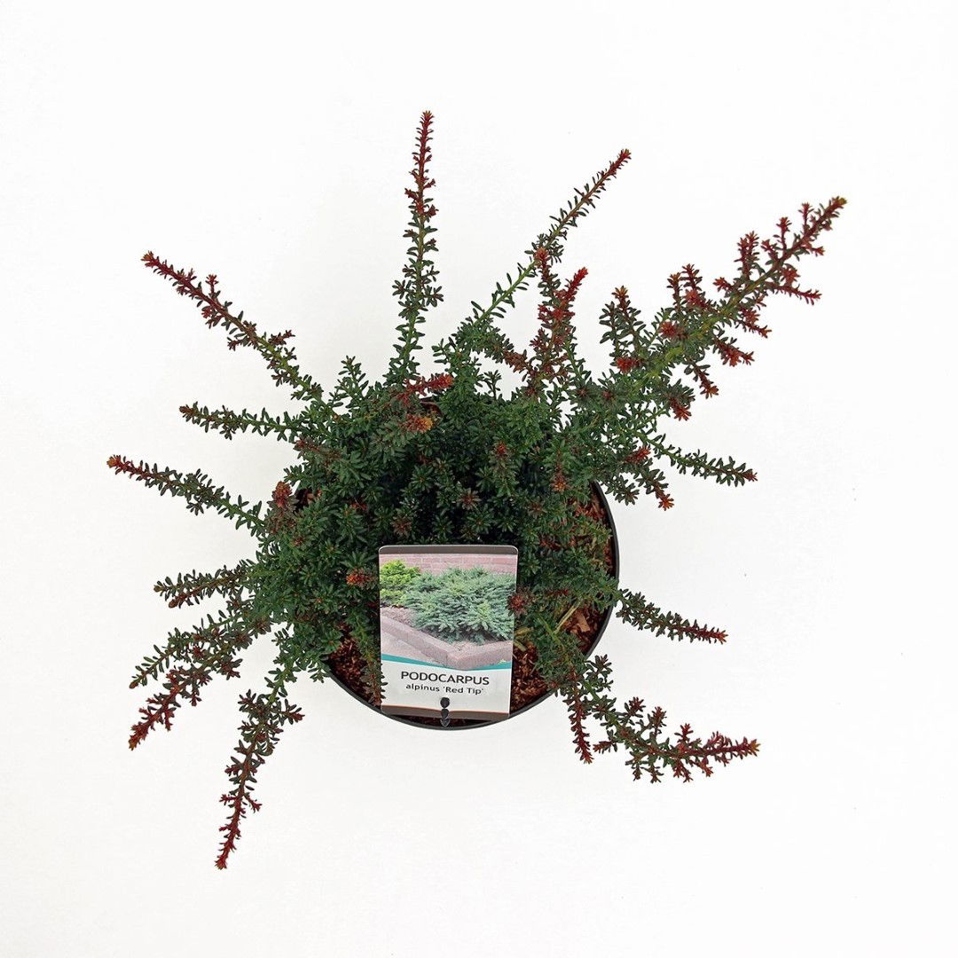 https://cdn.warentuin.nl/media/catalog/product/1/7/1778717191525015_2_warentuin_natuurlijk_planten_podocarpus_lawrencei_red_tip_wa_736e.jpg