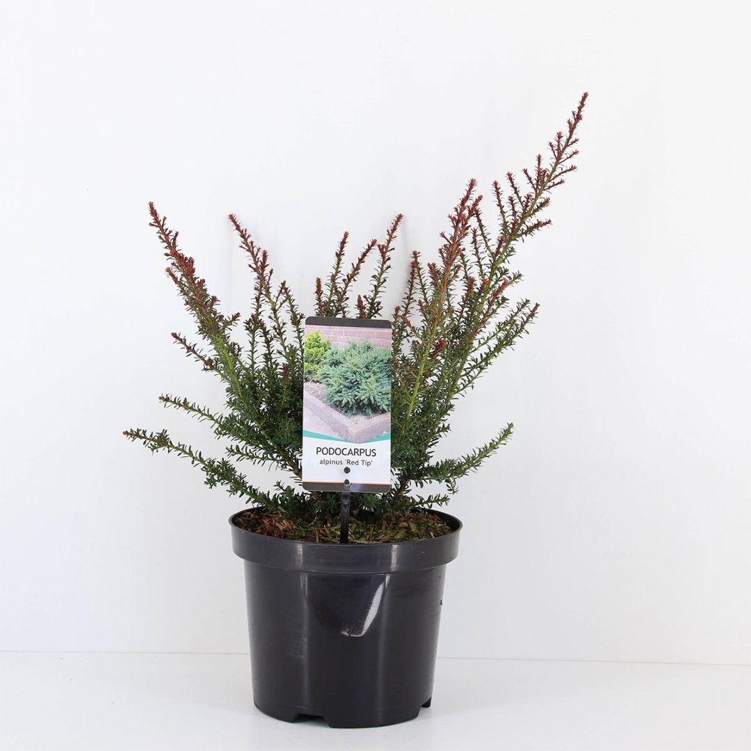 https://cdn.warentuin.nl/media/catalog/product/1/7/1778717191525015_warentuin_natuurlijk_planten_podocarpus_lawrencei_red_tip_ware_9d28.jpg