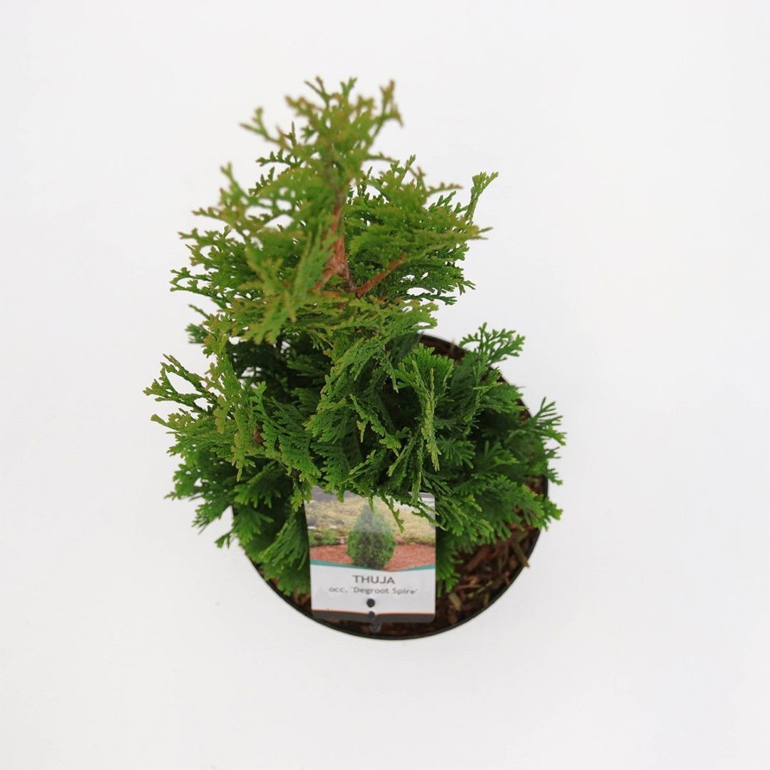 https://cdn.warentuin.nl/media/catalog/product/1/7/1778717191525022_2_warentuin_natuurlijk_planten_thuja_occidentalis_degroot_spir_2b3c.jpg