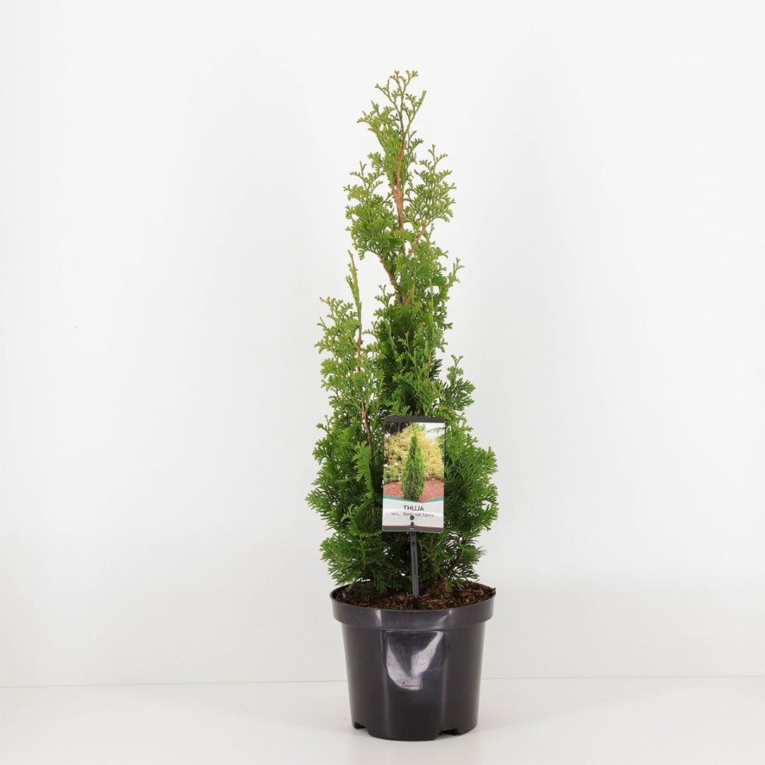 Warentuin natuurlijk Thuja occidentalis degroot spire - 