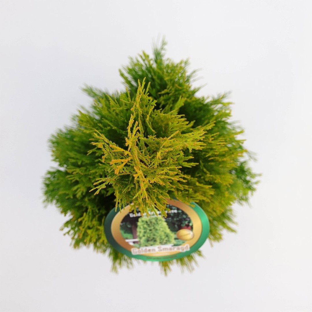 https://cdn.warentuin.nl/media/catalog/product/1/7/1778717191525046_2_warentuin_natuurlijk_planten_thuja_occidentalis_golden_smara_c28a.jpg