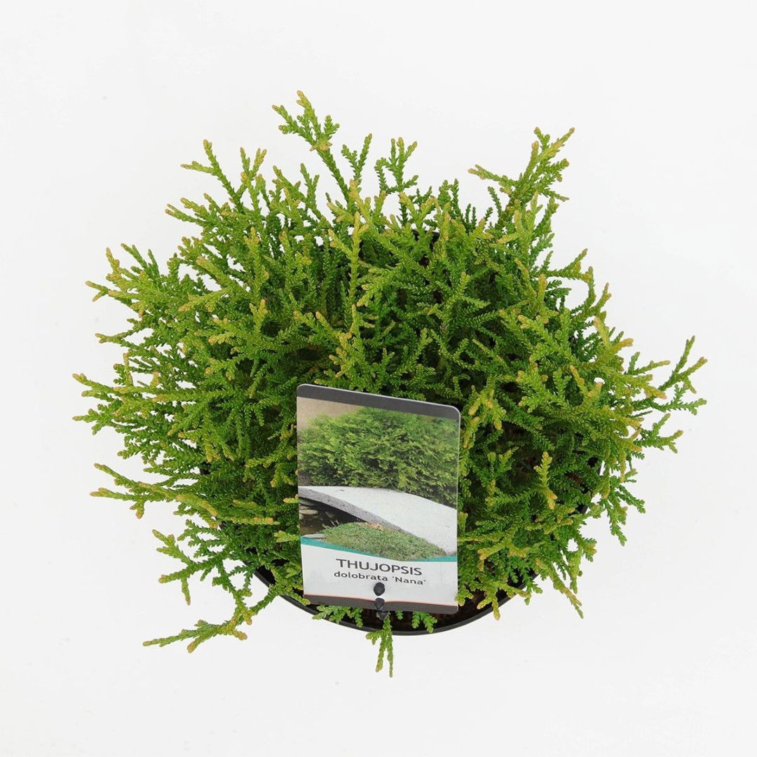 https://cdn.warentuin.nl/media/catalog/product/1/7/1778717191525053_2_warentuin_natuurlijk_planten_thujopsis_dolabrata_nana_warent_bfea.jpg