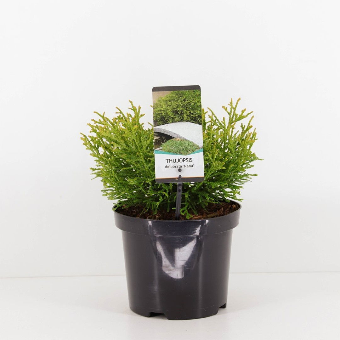 https://cdn.warentuin.nl/media/catalog/product/1/7/1778717191525053_warentuin_natuurlijk_planten_thujopsis_dolabrata_nana_warentui_2db2.jpg