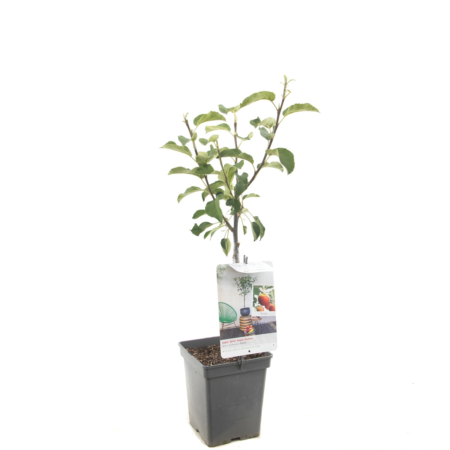 Malus domestica Elstar Rode herfstappel Elstar Patio fruitplant Fruithof - Fruithof